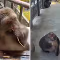 猴子「亂嗆香客」　老師太揮棒訓斥