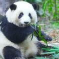 看大熊貓吃竹筍啃竹子，十分治癒超級解壓，根本停不下來