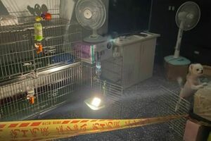 新莊非法繁殖場大火救出52品種犬「聲帶遭割」　動保處重罰114萬