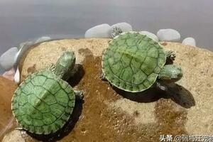 巴西龜的壽命一般有多少年？巴西龜怎麼養才能活得久？