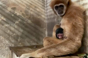 母猿「獨居5年」突產子　動物園嚇傻！追查2年DNA鑑定曝生父真相