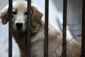 和金毛犬關係再好，切記「8不要」，避免它仇視你