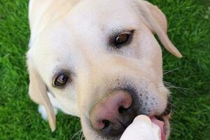 狗狗夏天可以吃冰激凌嗎？