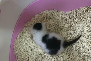新手必看：如何正確訓練小貓咪使用貓砂？