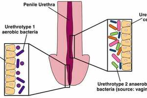 健康男性的尿道口充滿了生命力 兩性行為帶來獨特微生物組合