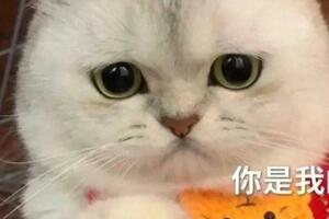 跟你說個秘密，貓咪這些行為是在報恩，別不信