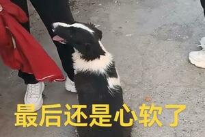 女子把邊牧帶去狗市賣掉，狗狗的反應讓買狗人動容：還是別賣了吧