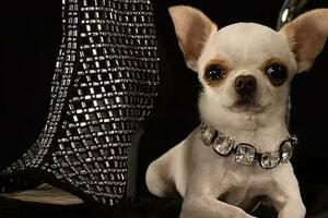 世界最小狗：吉娃娃「珍珠」身高9.14厘米，體重553克