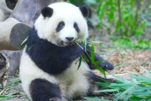 看大熊貓吃竹筍啃竹子，十分治癒超級解壓，根本停不下來
