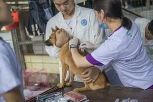 夏季貓狗致傷事件增多，及時全程接種狂犬疫苗是關鍵