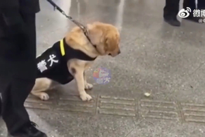 影／警犬執勤時瞥見食物掉在地上　直勾勾盯著「差點被口水淹沒」：忍住…我還在工作！