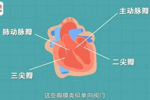 心臟一共有4扇「門」，壞了會直接導致心臟「罷工」？