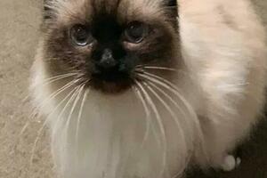 12歲的布偶貓流落街頭，被救後卻無人認領，這麼漂亮也被遺棄？