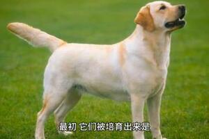 拉布拉多犬