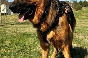德國牧羊犬：品種特點、訓練技巧和飼養指南