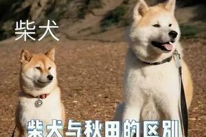 秋田犬與柴犬，不同體型，不同個性！