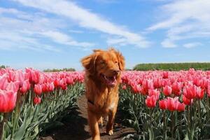 荷蘭憑啥成首個無流浪犬國家？做法估計很多「愛狗人士」不答應