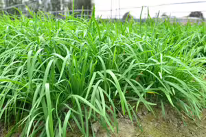 【韭菜秘密】為何大盤最愛割韭菜？白頭青頭、大葉小葉誰好吃？韭蔥也是韭菜嗎？
