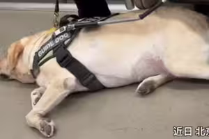 導盲犬本來想休息　「聽到這句」秒站起！盡責身影惹哭網