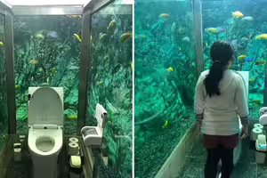 咖啡廳砸3000萬「讓顧客在海底上廁所」　海洋迷朝聖老闆卻超困擾