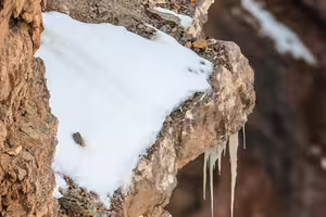 照片裡有一隻「可愛雪豹」 網友找到眼睛脫窗:變色龍等級 照片裡有一隻「可愛雪豹」 網友找到眼睛脫窗:變色龍等級