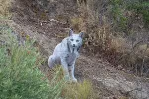 影／絕跡神獸「白色幽靈」首現蹤　攝影師一和牠對眼全身僵住