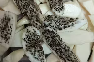 筊白筍冒「滿滿恐怖黑點」還能吃嗎？老饕一看暴動：是極品