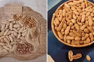 「寄花生去日本」慘被海關扣留　他解釋完竟「為台爭光」