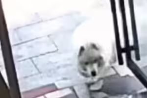 美容師打來「狗狗洗好澡了」　飼主愣：我沒送愛犬過去