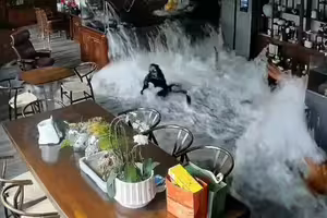 魚缸突爆裂　價值百萬名貴魚全噴飛