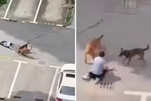 幼童遭2犬撕咬拖行　家人拼命救援