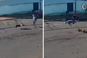 72歲老人被狗撞飛 頭部著地慘了 72歲老人被狗撞飛 頭部著地慘了