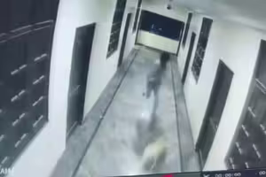 和狗玩你追我跑　少年直衝窗戶墜落