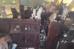 猶如吉卜力電影！海上廢棄船艙驚見「60貓船員」