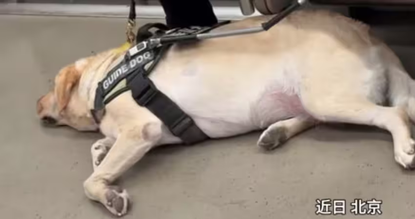 導盲犬本來想休息　「聽到這句」秒站起！盡責身影惹哭網