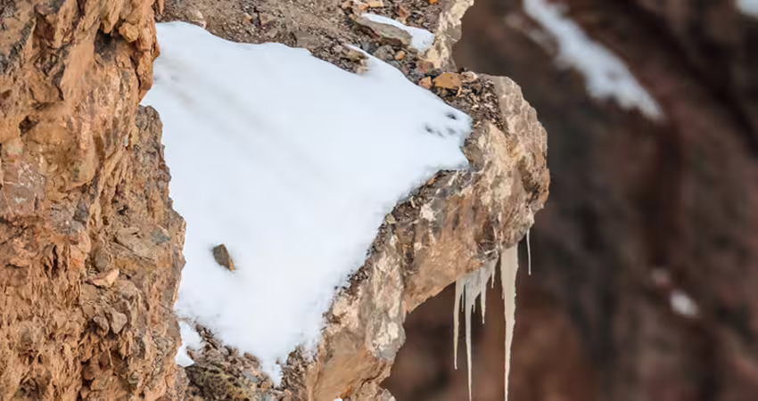 照片裡有一隻「可愛雪豹」 網友找到眼睛脫窗:變色龍等級