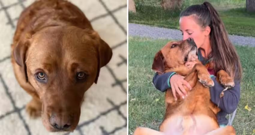 狗狗太聰明「當不了服務犬」被退訓!新主人養1年終於懂了開除原因:是真的