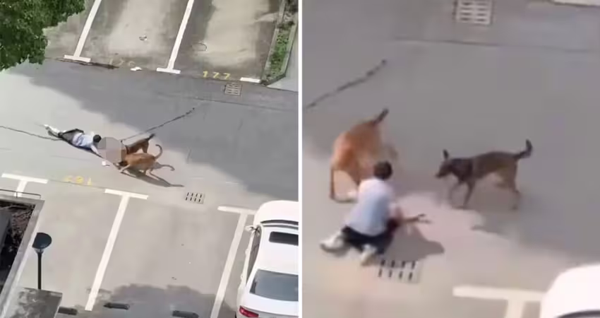 幼童遭2犬撕咬拖行　家人拼命救援