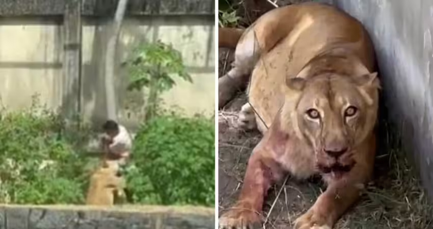 19歲男闖入獅子籠　遭獅子撲咬慘了