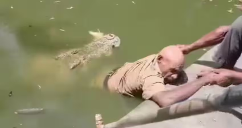 餵食一半遭鱷魚攻擊　員工傷重不治動物園慘了