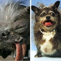你見過世界上最醜陋的九隻狗嗎？