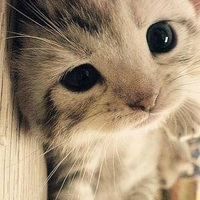 Ashley Chen的頭貼