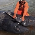 漁民在海邊發現超巨大的「詭異雙面生物」！而牠的真面目竟是....嚇壞了所有人！！！