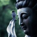 淨界法師：即使沒有往生，你所念的佛也沒有空過