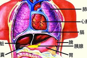 乾隆的太醫留下來的75種藥方！太好了，五臟排毒和瘦身簡單有效！