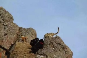 兇猛藏獒淪「流浪狗」　不畏利爪！野外群起獵食雪豹