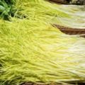 入冬最適合種蒜黃，種植方法簡單，再也不用花錢買了
