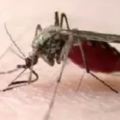 夏天要警惕的毒蟲，除了蚊子還有這4種！