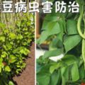 菜豆露地種植？菜豆的病蟲害防治