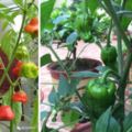 陽台養盆小辣椒，邊吃邊摘，根本不用買，紅紅綠綠還好看！